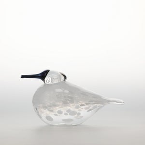 Birds Snow Finch 0039