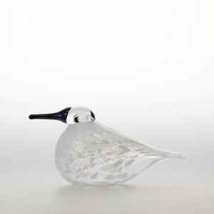 Birds Snow Finch 0040