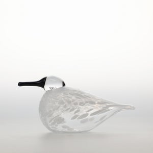 Birds Snow Finch 0041