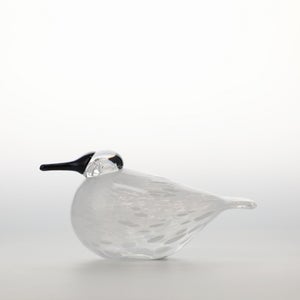 Birds Snow Finch 0042