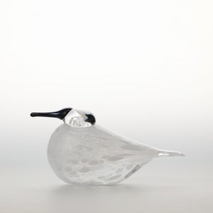 Birds Snow Finch 0043