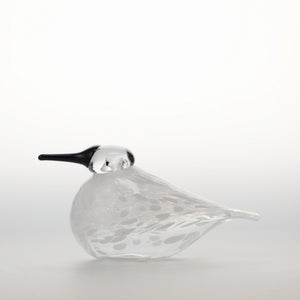 Birds Snow Finch 0044