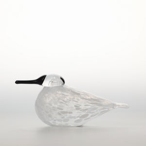 Birds Snow Finch 0045