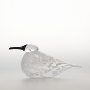 Birds Snow Finch 0046