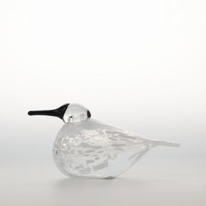 Birds Snow Finch 0047