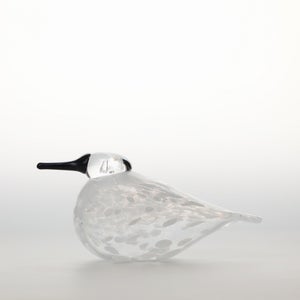 Birds Snow Finch 0048