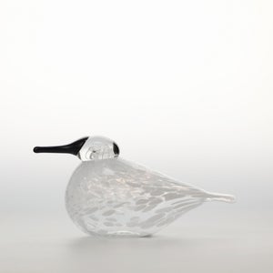 Birds Snow Finch 0049