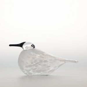 Birds Snow Finch 0050