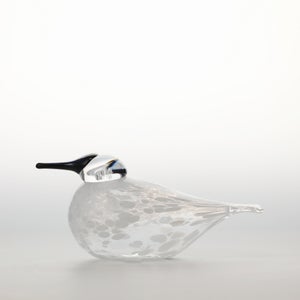 Birds Snow Finch 0051