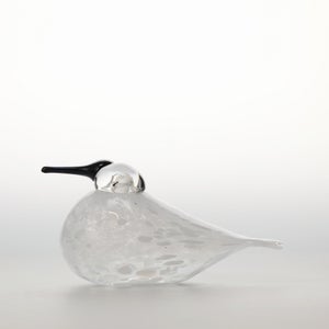 Birds Snow Finch 0052