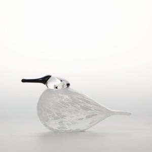 Birds Snow Finch 0053