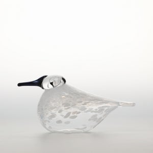 Birds Snow Finch 0054