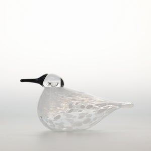 Birds Snow Finch 0055