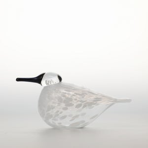 Birds Snow Finch 0056