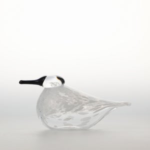 Birds Snow Finch 0057