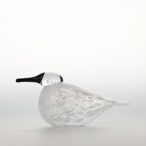 Birds Snow Finch 0058