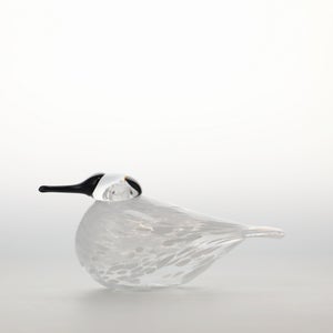 Birds Snow Finch 0059