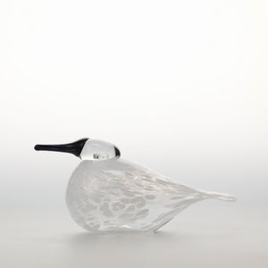 Birds Snow Finch 0060