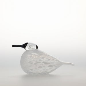 Birds Snow Finch 0063