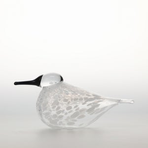 Birds Snow Finch 0065