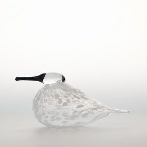 Birds Snow Finch 0066