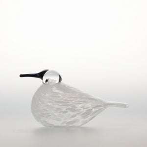 Birds Snow Finch 0067