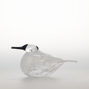 Birds Snow Finch 0069