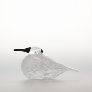 Birds Snow Finch 0070