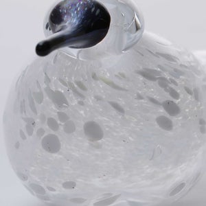 Birds Snow Finch 0008