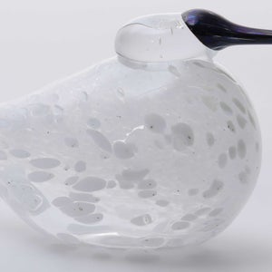 Birds Snow Finch 0043