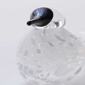 Birds Snow Finch 0055