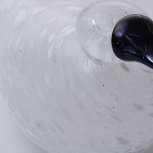 Birds Snow Finch 0059