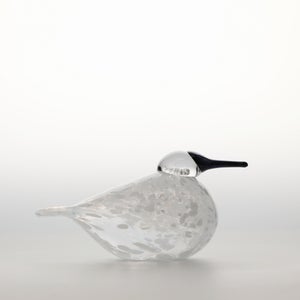 Birds Snow Finch 0003