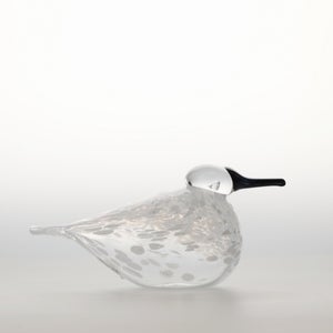 Birds Snow Finch 0006