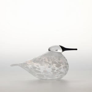 Birds Snow Finch 0010