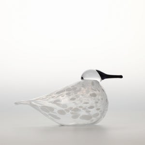 Birds Snow Finch 0012