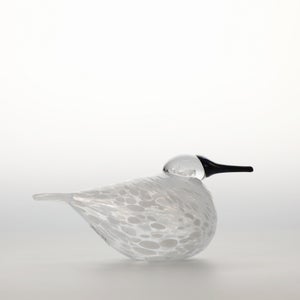 Birds Snow Finch 0016