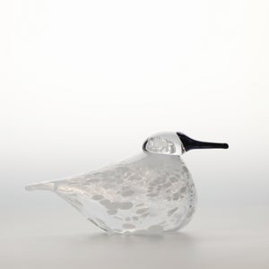 Birds Snow Finch 0017