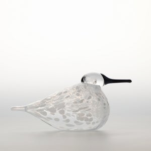 Birds Snow Finch 0019