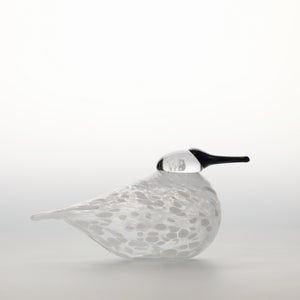 Birds Snow Finch 0020