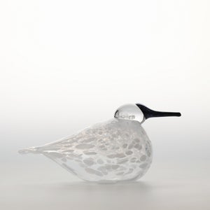 Birds Snow Finch 0021