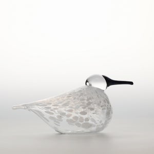 Birds Snow Finch 0022