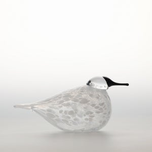 Birds Snow Finch 0024