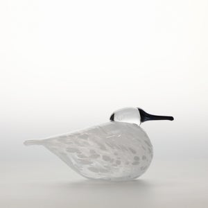 Birds Snow Finch 0025