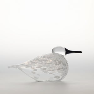 Birds Snow Finch 0027