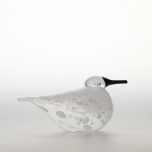 Birds Snow Finch 0028