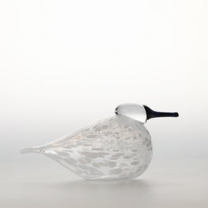 Birds Snow Finch 0029