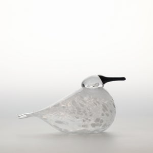 Birds Snow Finch 0030