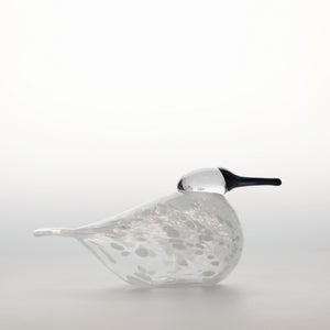 Birds Snow Finch 0031