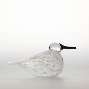 Birds Snow Finch 0034